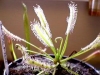 Drosera capensis"