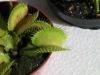 Dionaea muscipula"
