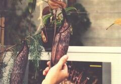 Piante Carnivore - Nepenthes