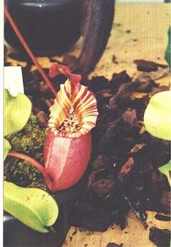 Piante Carnivore - Nepenthes