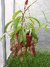Nepenthes hookeriana"