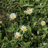 Bellis perennis"