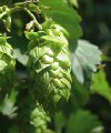 Humulus lupulus"