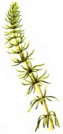 Rumex acetosa"