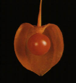 Physalis alkekengi"