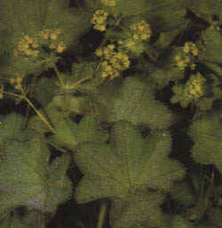 Alchemilla mollis"