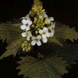 Alliaria officinalis"