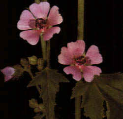 Althea officinalis"