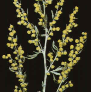 Artemisia absintium"