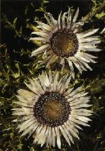 Carlina acaulis"