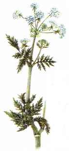 Gartenkerbel