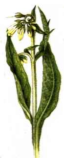 Symphytum caucasicum"