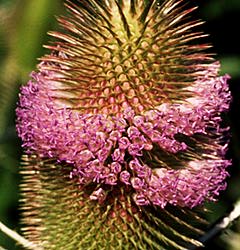 Dipsacus fullonum"