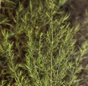 Artemisia dracunculus"