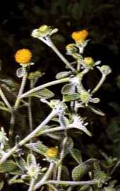 Inula ensifolia"