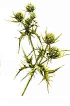 Eryngium alpinum"