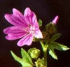 Malva silvestris"