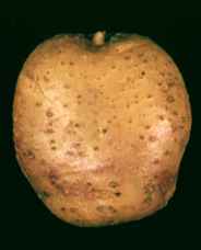 Giardinaggio.it: Patata - Solanum tuberosum