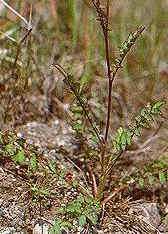 Poterium sanguisorba"