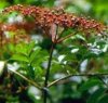 Sambucus nigra"