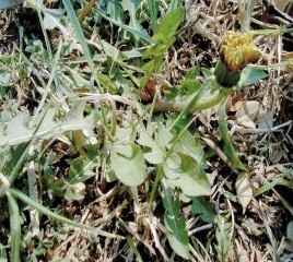 Taraxacum officinale"