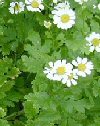 Chrysanthemum parthenium"