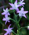 Campanula rapunculus"