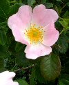 Rosa canina"