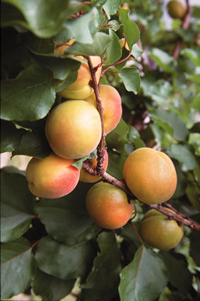 Apricot5.jpg