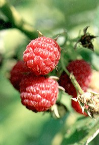 Himbeere