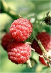 Rubus idaeus"