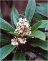 Eriobotrya japonica"