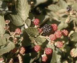 Brombeere - Rubus