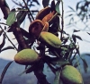 Prunus amygdalus"