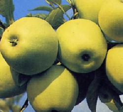 Die Apfelfr�chte - Die Krankheiten der Obstb�ume