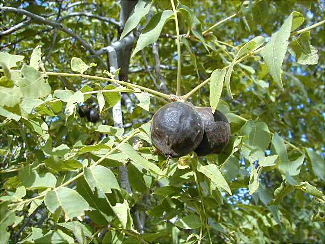 Echte Walnuss - Juglans regia
