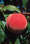 Prunus Persica"