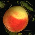 Pfirsich - Prunus Persica