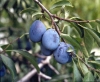 Prunus domestica"