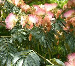 Albizia Julibrissin"