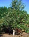 Betula albo-sinensis"