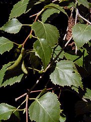 Birken - Betula
