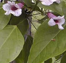 CAtalpa bungei"