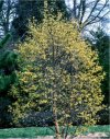 Cornus alternifolia"