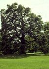 Quercus robur"