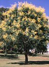 Koelreuteria paniculata"