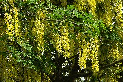 Laburnum anagyroides"