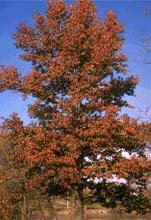 Amerikanischer Amberbaum, auch Storaxbaum oder Seesternbaum - Liquidambar styraciflua