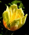 Liriodendron tulipifera"