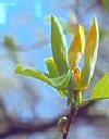 Magnolia acuminata"